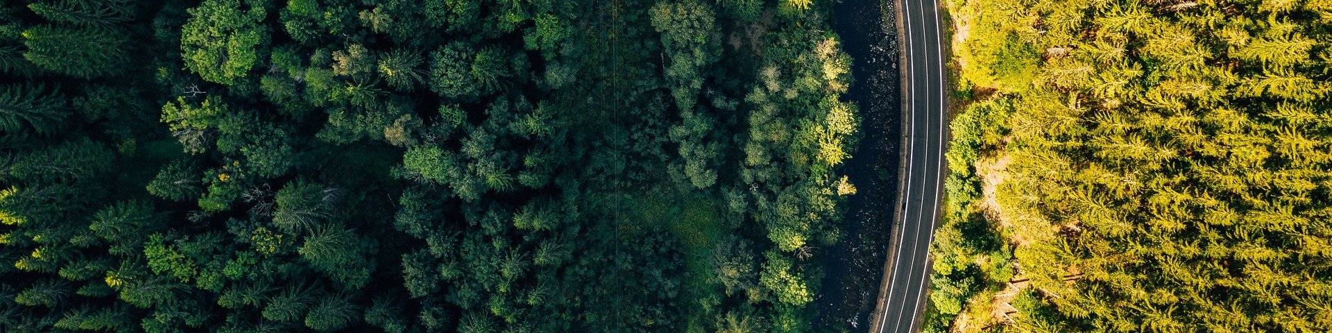 Luftaufnahme eines Waldstücks, den eine Straße teilt