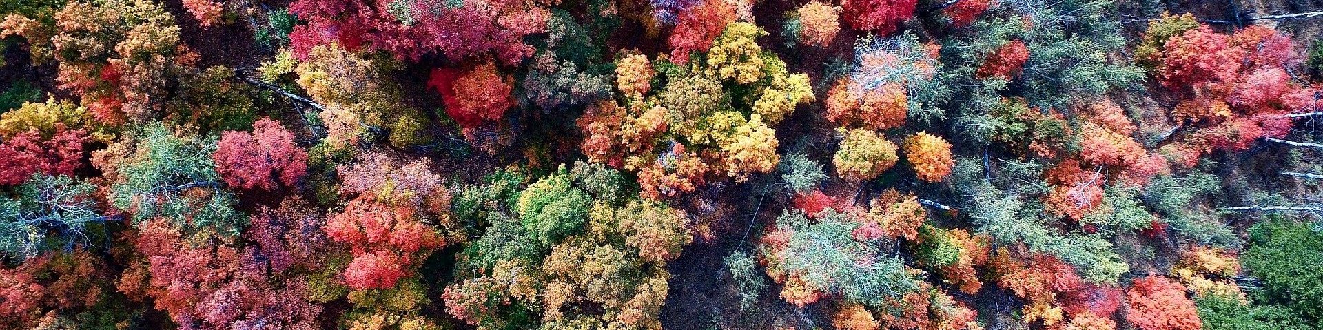 Farbige Laubkronen eines dichten Waldes von oben gesehen